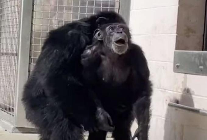 Συγκινητικό: Χιμπατζής που ήταν φυλακισμένος όλη του τη ζωή βλέπει πρώτη φορά τον ουρανό και γίνεται viral