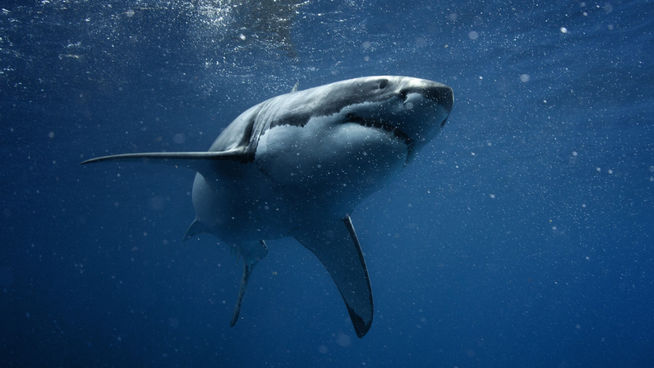 Καρχαρίες: Γιατί εμφανίζονται συχνότερα στις ελληνικές θάλασσες – Τι κάνουμε σε περίπτωση επαφής