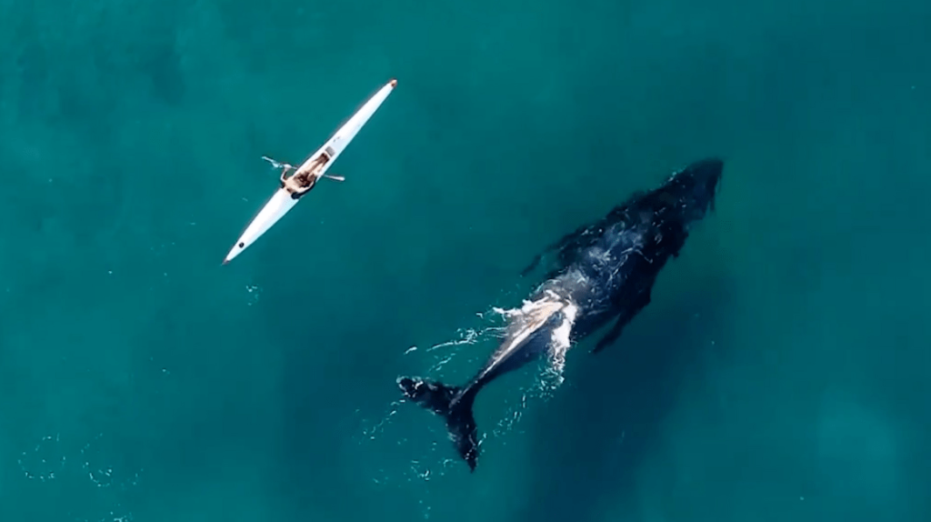 Απίστευτα πλάνα στην Αυστραλία: Η στιγμή που φάλαινα κολυμπά δίπλα σε κανό (βίντεο)