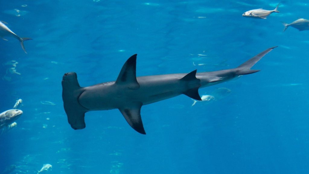 Απειλούνται με εξαφάνιση οι σφυροκέφαλοι καρχαρίες