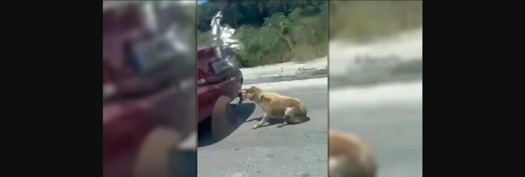 Νέα περιστατικό κακοποίησης ζώου στη Ζάκυνθο – Έδεσε σκύλο στον κοτσαδόρο και τον έσερνε