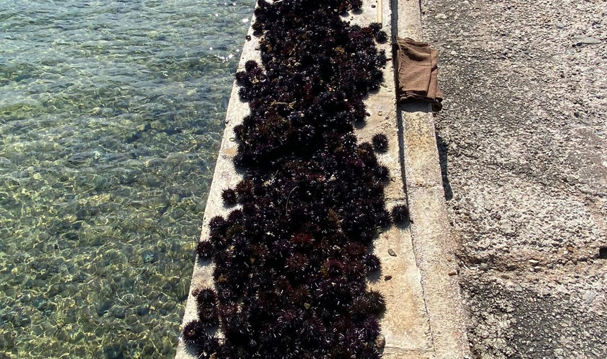 Κόρινθος: Εντοπίστηκαν αλιείς με 1.300 αχινούς στο σκάφος τους στη Μαυρολίμνη Λουτρακίου