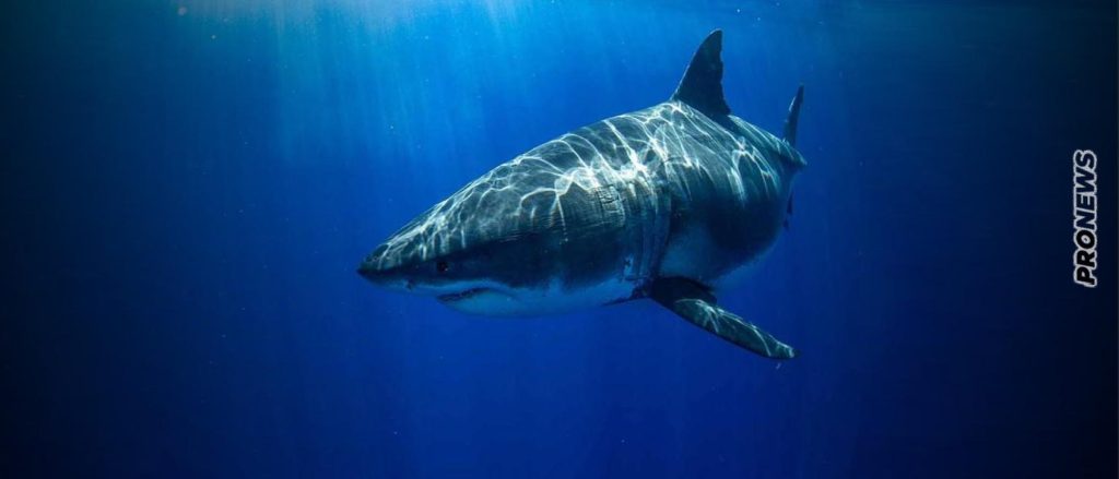 «Πάγωσαν» στη Σέριφο – Η στιγμή που καρχαρίας 3 μέτρων περνάει δίπλα από το σκάφος (βίντεο)