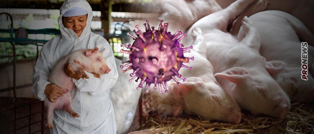 «Αφρικανική πανώλη των χοίρων»: Νέο πλήγμα στην ελληνική πρωτογενή παραγωγή – Νομοί τέθηκαν σε καραντίνα