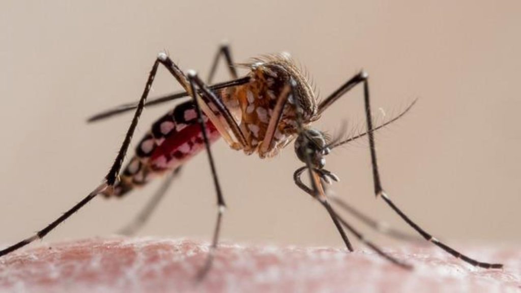 Έρχονται τα «ιπτάμενα εμβόλια»: Το ίδρυμα Γκείτς θέλει να μετατρέψει τα κουνούπια σε… σύριγγες