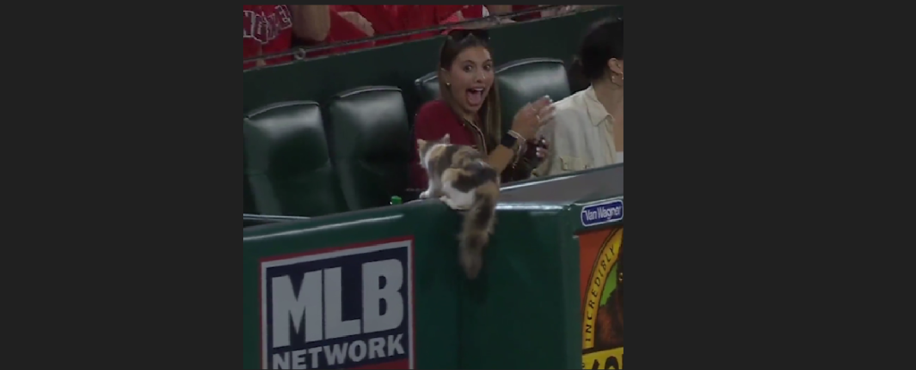 ΗΠΑ: Γάτα «τρομοκρατεί» κόσμο που παρακολουθεί αγώνα μπέιζμπολ (βίντεο)