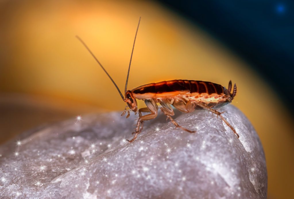 Επτά φυσικοί τρόποι για να διώξετε τις κατσαρίδες από το σπίτι χωρίς χημικά και φάρμακα