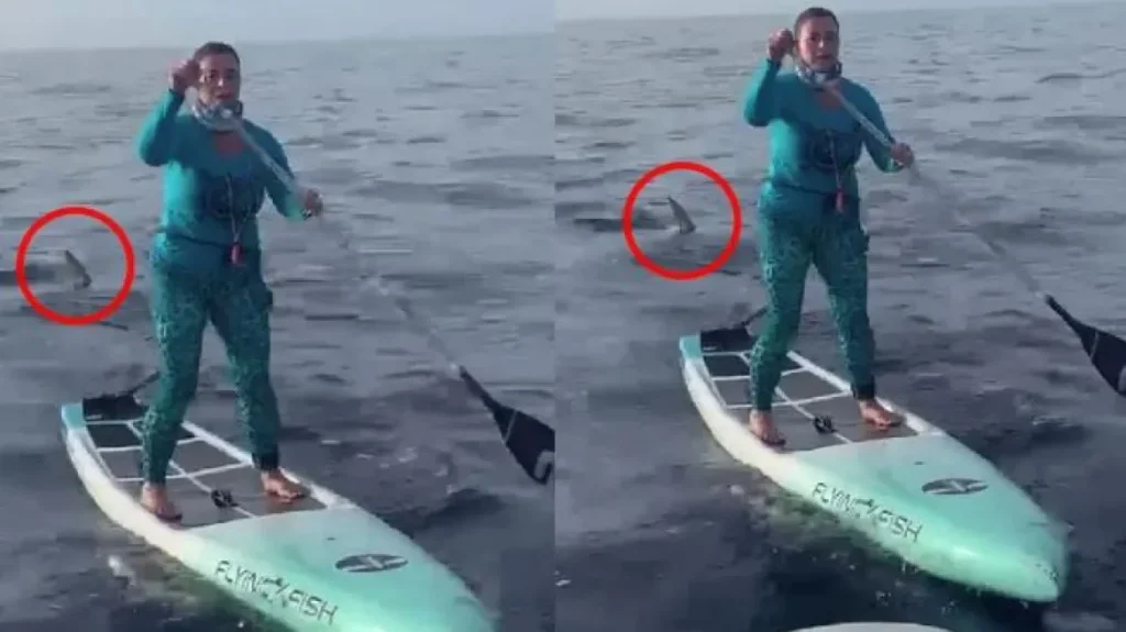 ΗΠΑ: Τρόμος για γυναίκα στη Φλόριντα – Την ακολούθησε καρχαρίας ενώ ήταν πάνω σε σανίδα ανοιχτά της θάλασσας