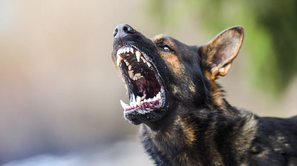 Φθιώτιδα: Γυναίκα δέχθηκε επίθεση από αδέσποτο σκύλο – Μεταφέρθηκε στο Κέντρο Υγείας Στυλίδας