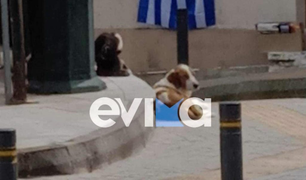 Κτηνωδία στην Εύβοια: Μέσω βίντεο ψάχνουν τον δράση που πυροβόλησε το σκυλάκι «μασκότ»