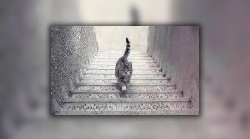 Η οπτική ψευδαίσθηση με τη γάτα που αποκαλύπτει τα πιο κρυφά στοιχεία του χαρακτήρα σας (φώτο)