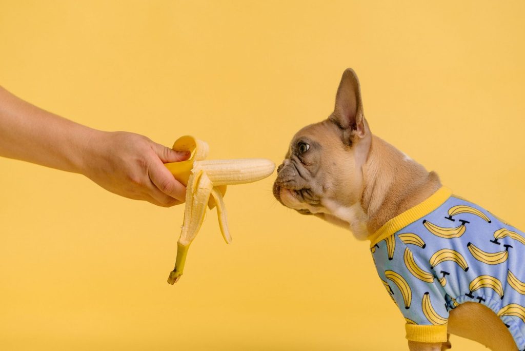 Τα φρούτα που επιτρέπεται να φάει ο σκύλος σας – Ποια απαγορεύονται
