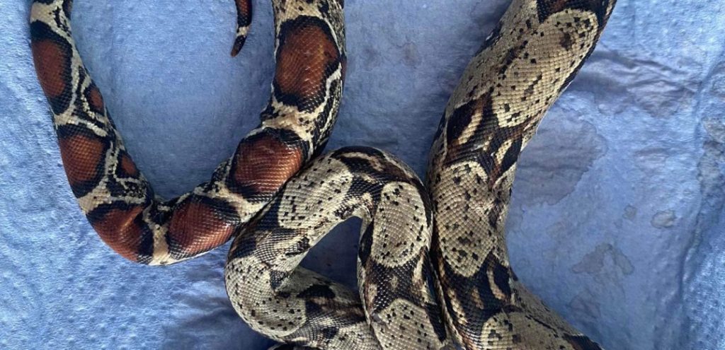 Θεσσαλονίκη: Βόας εντοπίστηκε σε πάρκο της Τούμπας