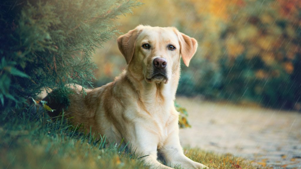 Άγρια κακοποίηση ζώου από 15χρονο: Μαστίγωσε σκύλο και μετά τον κρέμασε από το λαιμό