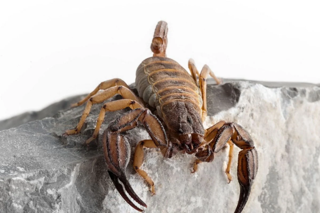 Λάρισα: Στο νοσοκομείο 16χρονος – Τον τσίμπησε σκορπιός στην Αγιά