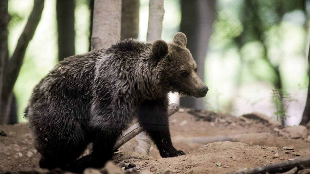 Καστοριά: Αρκούδα μπήκε στο νεκροταφείο της Ασπροκκλησιάς και… ξέθαψε νεκρό
