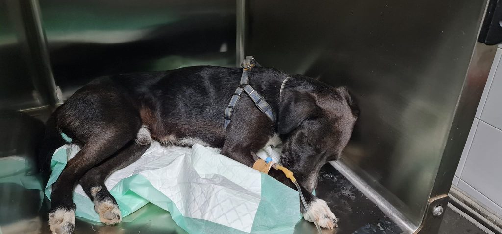 Κακοποίηση σκύλου στο Ηράκλειο: Έδεσαν με tire up γεννητικά του όργανα για να τον ευνουχίσουν (φωτο)