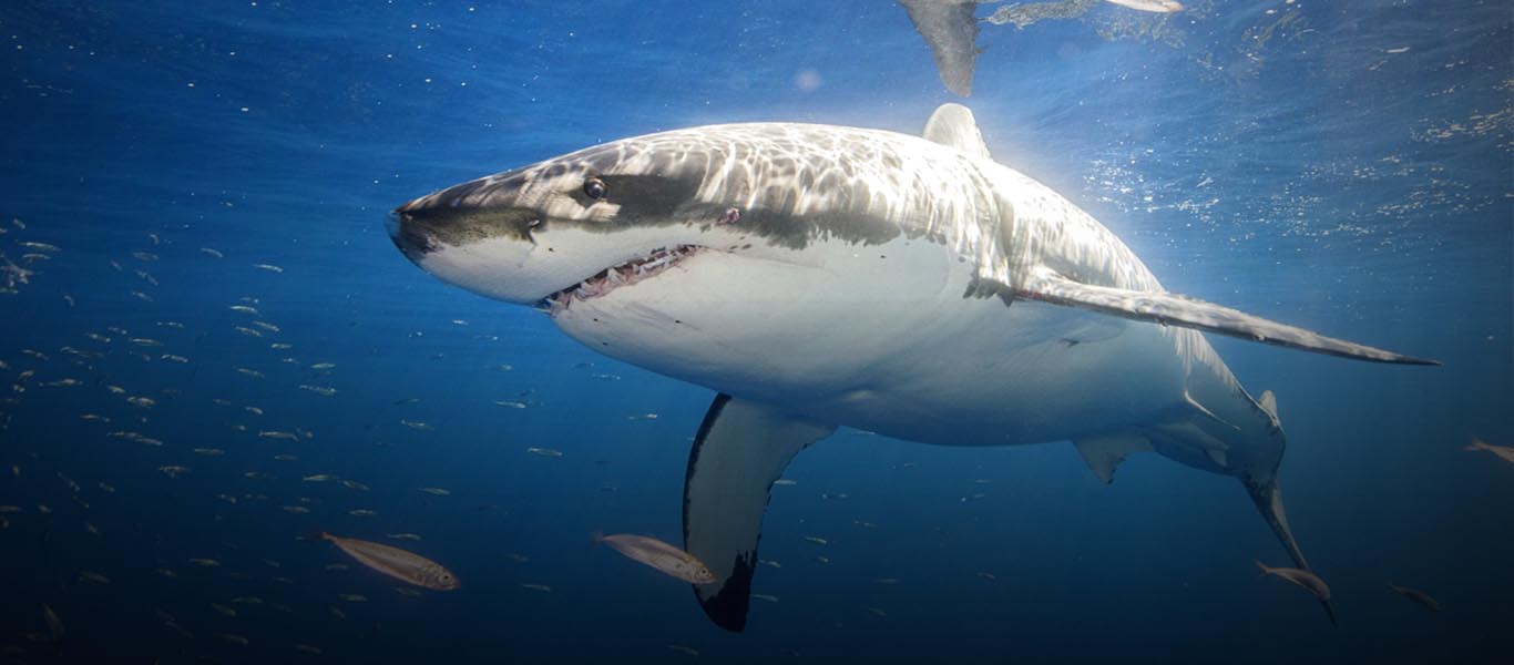 Φλόριντα: Η στιγμή που καρχαρίας εμφανίζεται σε παραλία γεμάτη κόσμο (βίντεο)