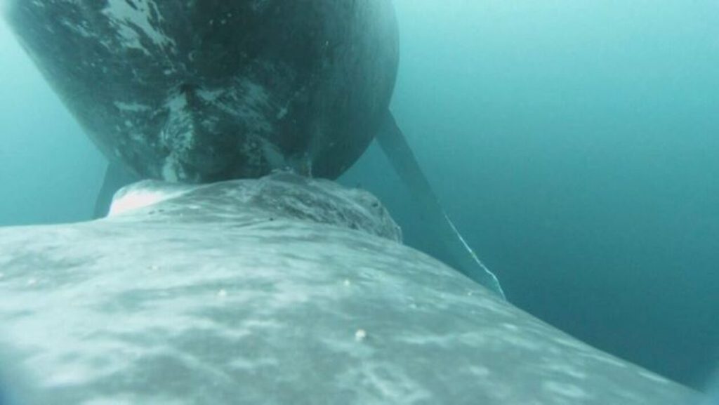 Σπάνιο βίντεο: Η στιγμή που μεγάπτερη φάλαινα θηλάζει το μωρό της στον Ειρηνικό