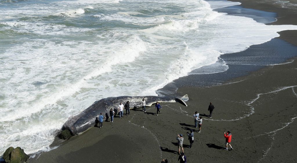 Ισπανία: Θησαυρός αξίας 500.000 ευρώ βρέθηκε στο στομάχι νεκρής φάλαινας (φωτο)