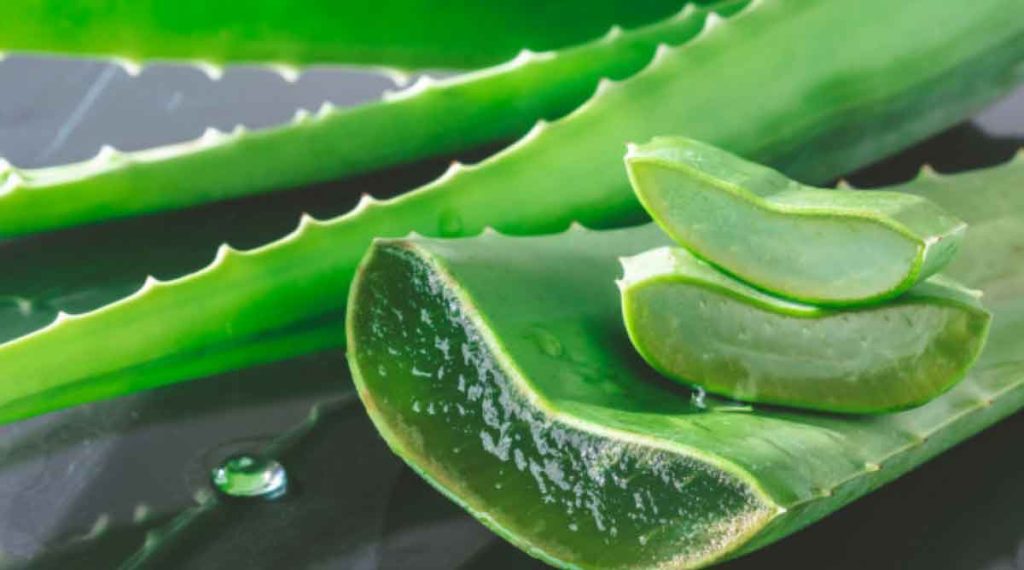 Καθηγήτρια φαρμακολογίας για αλόη βέρα: «Ο φλοιός του φυτού έχει ανθρακινόντες»