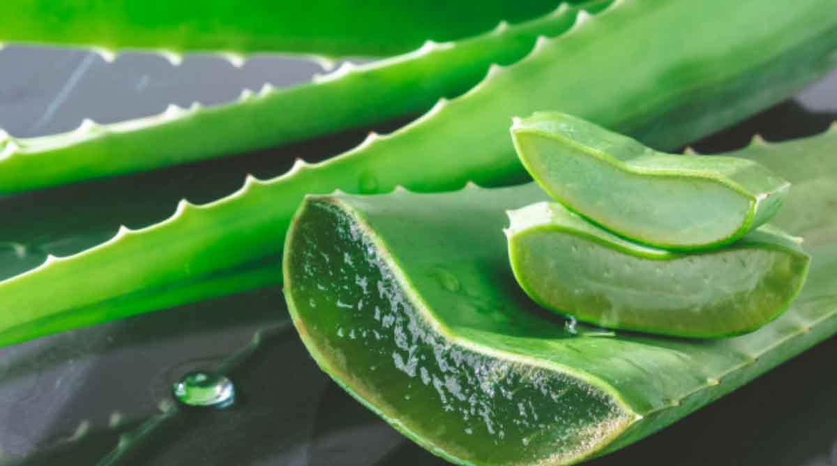 Καθηγήτρια φαρμακολογίας για αλόη βέρα: «Ο φλοιός του φυτού έχει ανθρακινόντες»