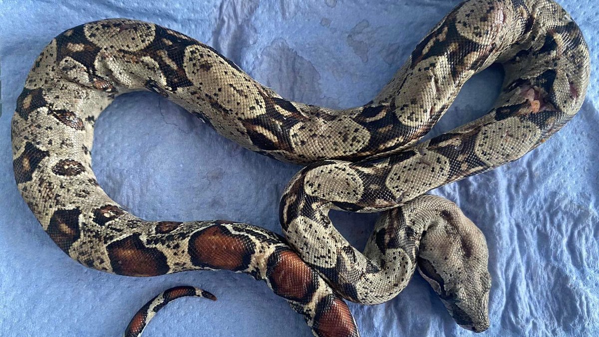 Θεσσαλονίκη: Πέθανε ο βόας που είχε εντοπιστεί σε πάρκο της Τούμπας – Είχε πολλές εκδορές από γάτες