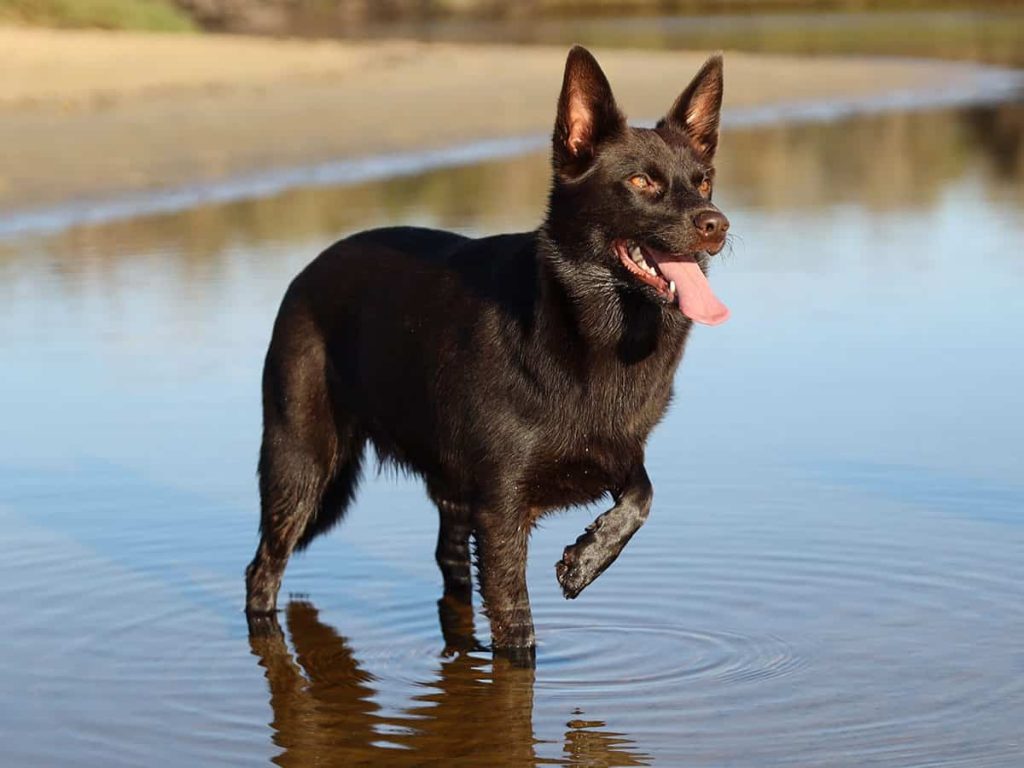Καύσωνας και κατοικίδια: Χρήσιμες οδηγίες από τον Ελληνικό Ερυθρό Σταυρό (φώτο)