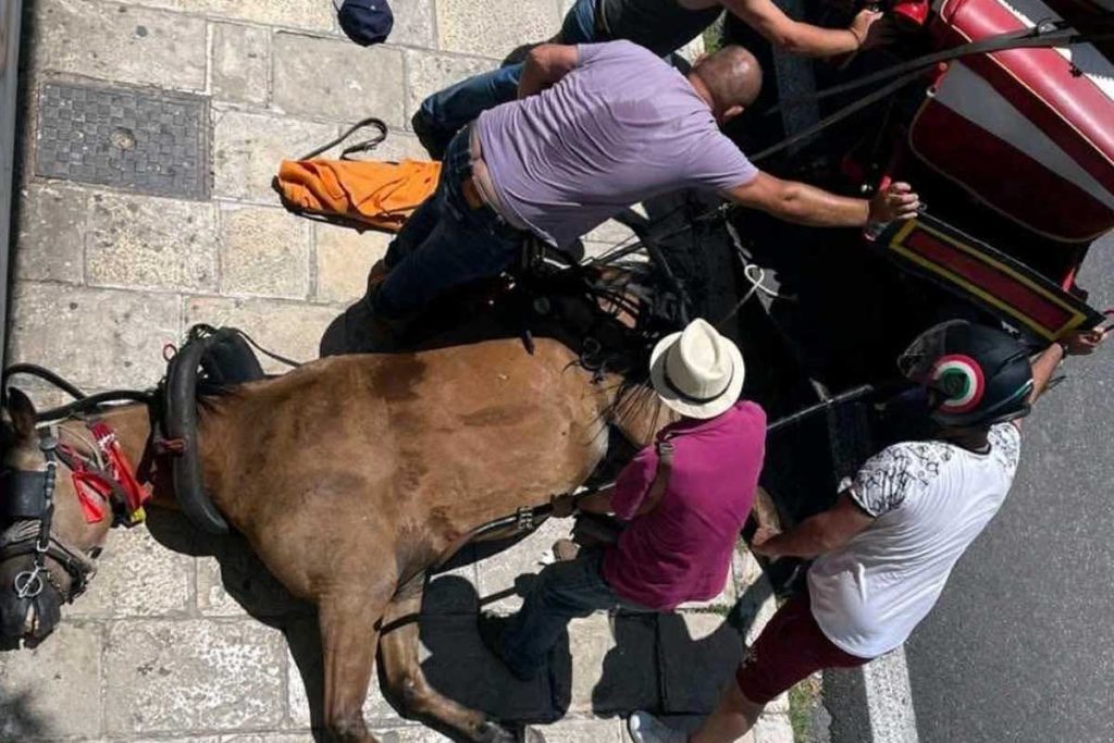 Κέρκυρα: Οι αρχές πέρασαν χειροπέδες στον ιδιοκτήτη του αλόγου που ξεψύχησε στο δρόμο