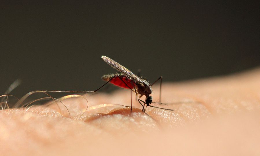 Συναγερμός στις ΗΠΑ: Δύο ακόμη άνθρωποι μολύνθηκαν από ελονοσία – Σε επιφυλακή οι υγειονομικοί