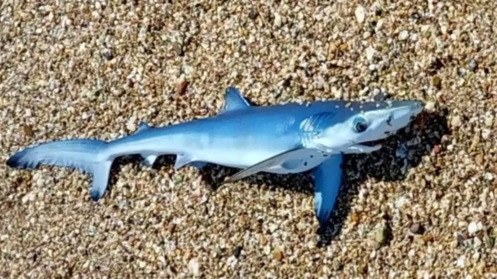 Έβρος: Αυτός είναι ο γαλάζιος καρχαρίας που βγήκε στα ρηχά παραλίας την ώρα που έπαιζαν παιδιά