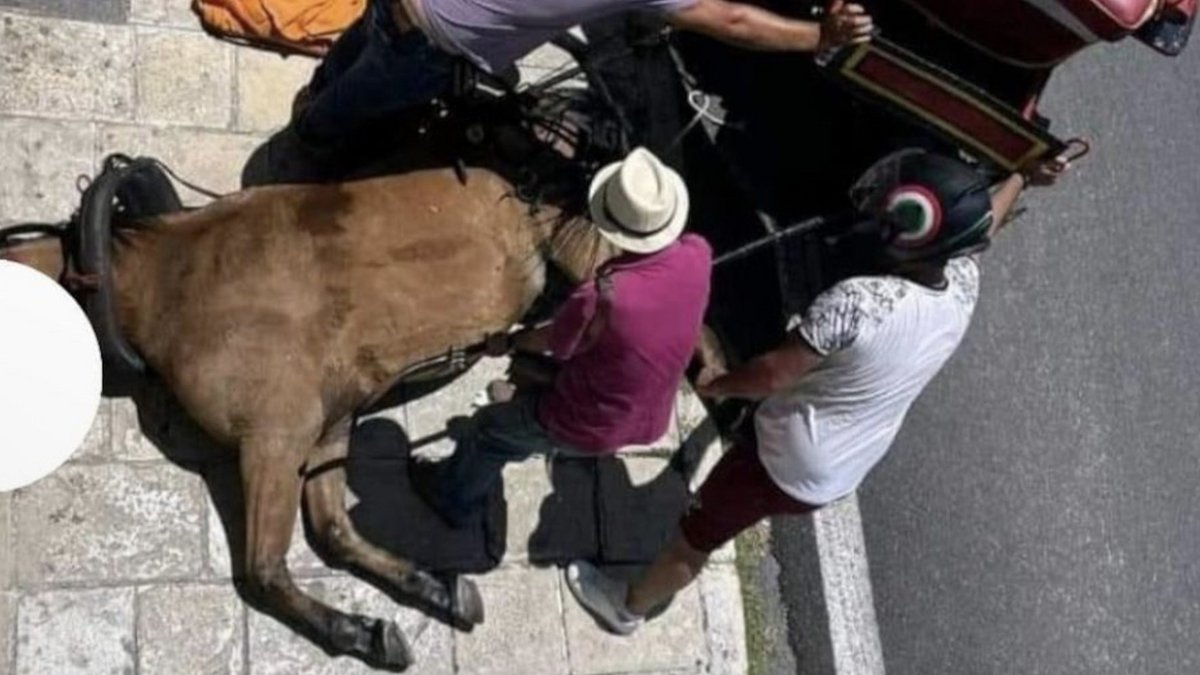Κέρκυρα: Αφέθηκε ελεύθερος ο 76χρονος αμαξάς για τον θάνατο του αλόγου