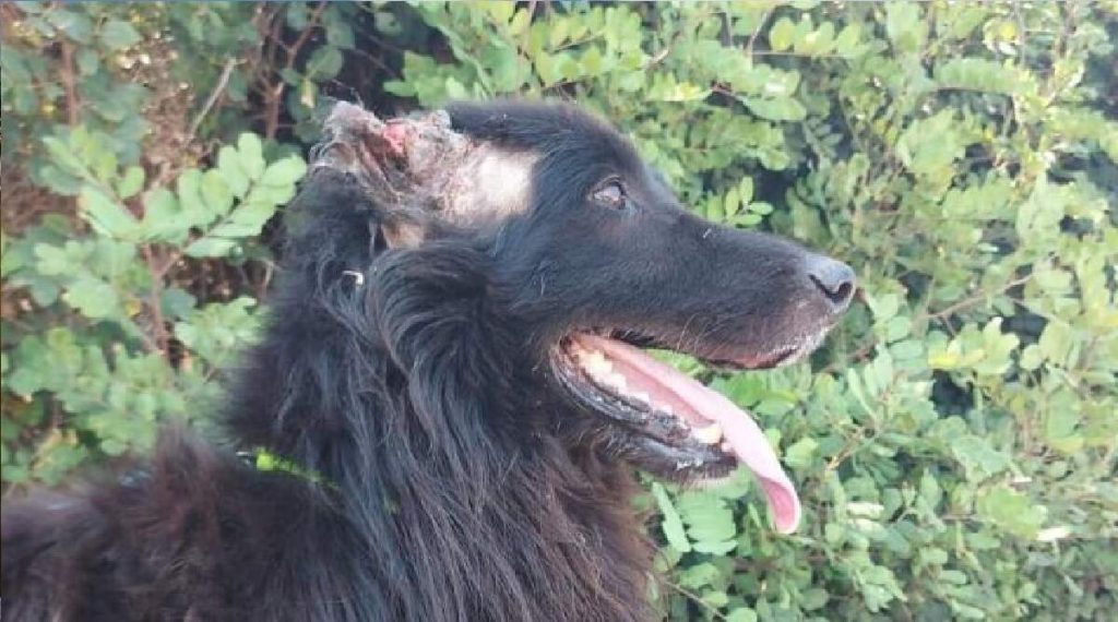 Νέα κακοποίηση ζώου στην Κρήτη: Ακρωτηρίασαν σκύλο στο Ρέθυμνο και τον έδεσαν στα σκουπίδια (φώτο-βίντεο)