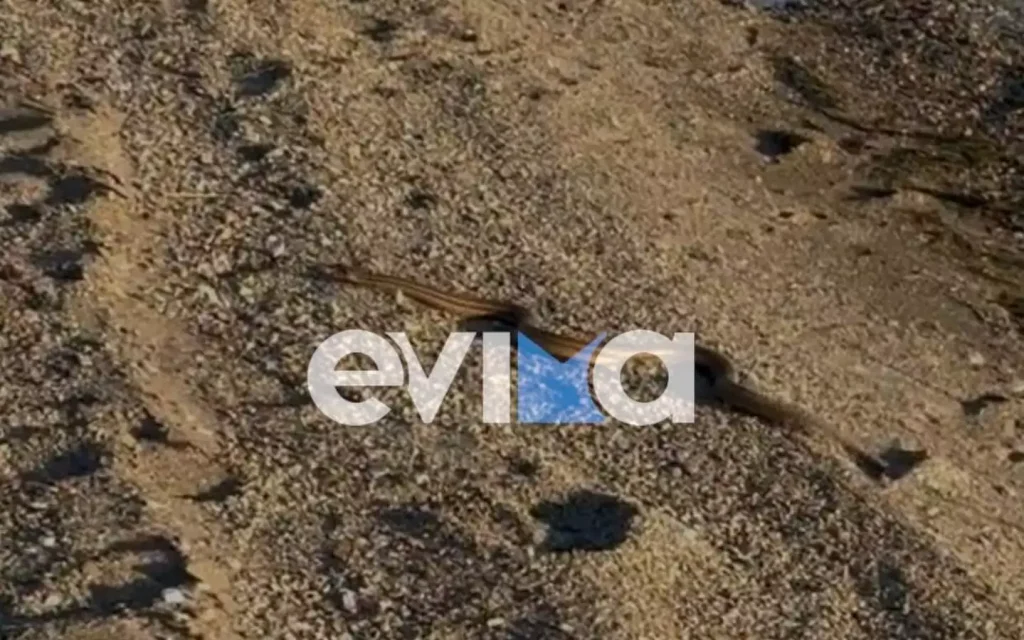 Αντιδήμαρχος κολυμπούσε μαζί με ένα φίδι σε θάλασσα της Εύβοιας (βίντεο)