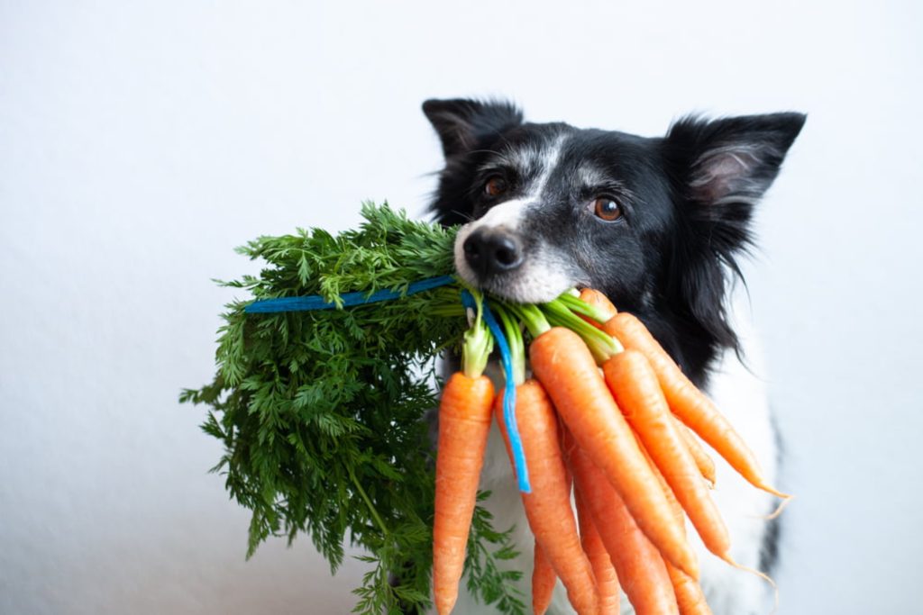 Γιατί πρέπει να δίνετε καρότα στο σκύλο σας; – Ποια τα οφέλη τους