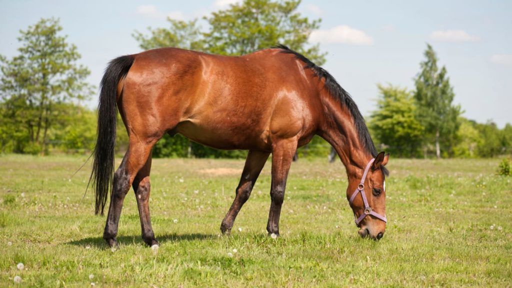 Χαλκιδική: Δικογραφία εις βάρος 63χρονου που είχε δέσει άλογο και το είχε αφήσει να «καίγεται» στον ήλιο