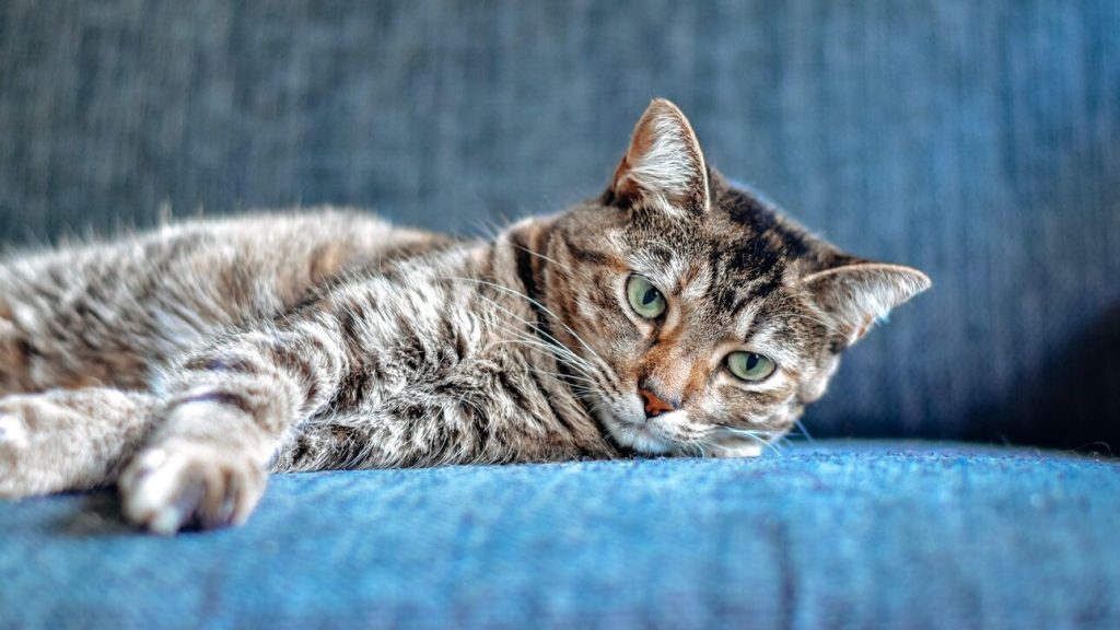 Κύπρος: Οι κτηνίατροι προειδοποιούν για επιδημία που «χτυπά» τις γάτες – «Έχουν πεθάνει πάνω από 300.000»