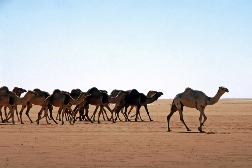 «Έβρασε» η Λάρισα: Μόνο που δεν βγήκαν οι καμήλες… «Πάρτι» στο Twitter από τις υψηλές θερμοκρασίες