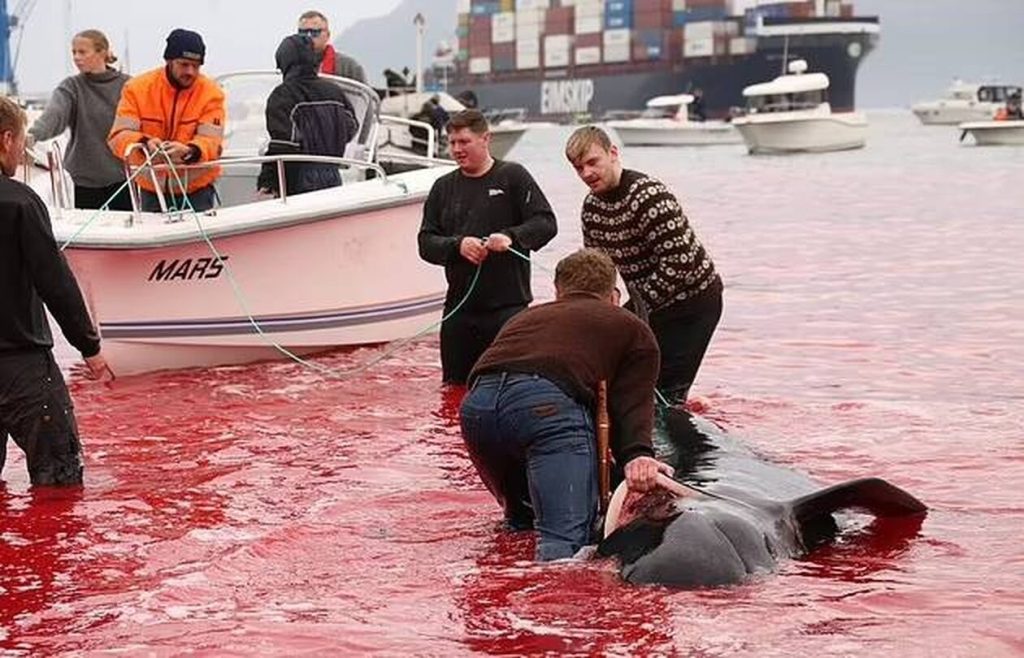 Νησιά Φερόε: Έσφαξαν φάλαινες μπροστά στα μάτια επιβατών κρουαζιέρας