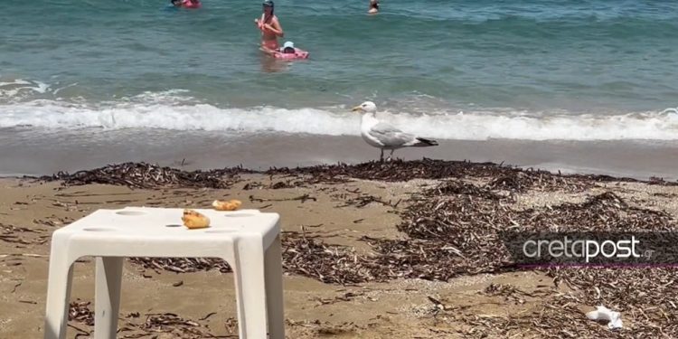Ηράκλειο: Η στιγμή που… «ελαφροχέρης» γλάρος κλέβει κρουασάν από λουόμενους (βίντεο)