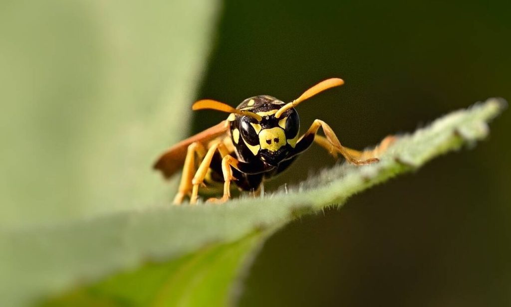 Λευκάδα: 4χρονος κατάπιε δύο σφήκες πίνοντας πορτοκαλάδα – Τον τσίμπησαν στον λαιμό