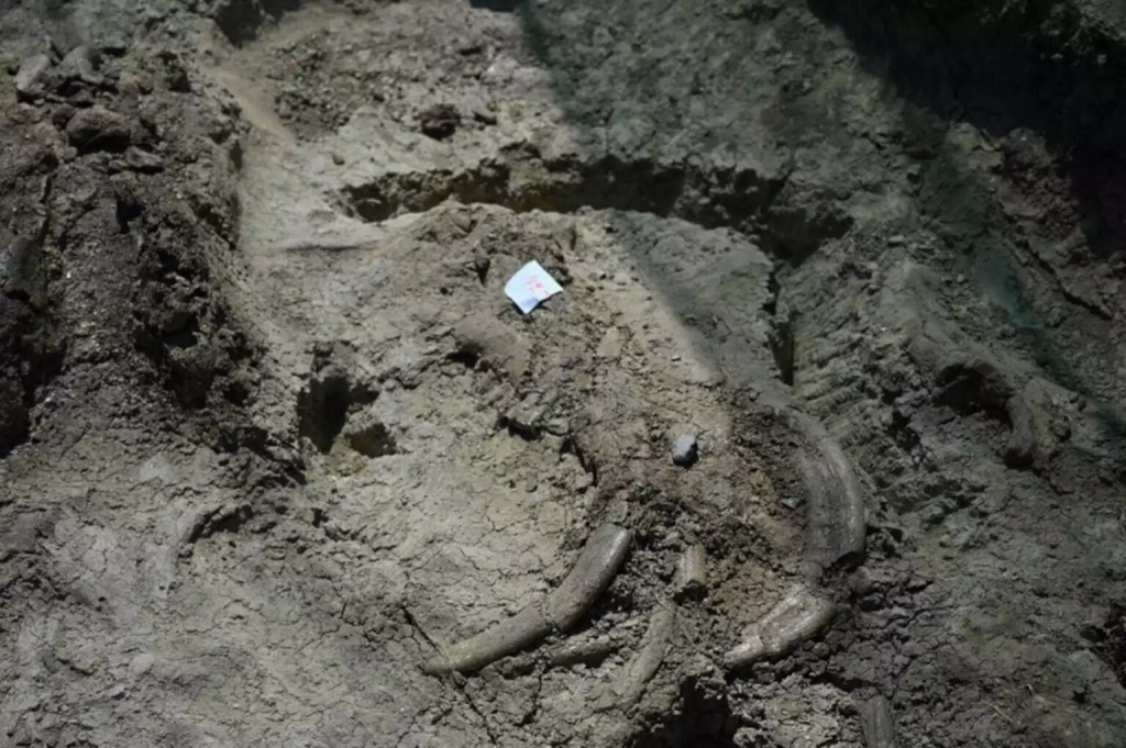 Σπουδαία ανακάλυψη στο οροπέδιο Καθαρού στο Λασίθι – Βρέθηκαν προϊστορικά οστά νάνου ιπποπόταμου (φώτο)