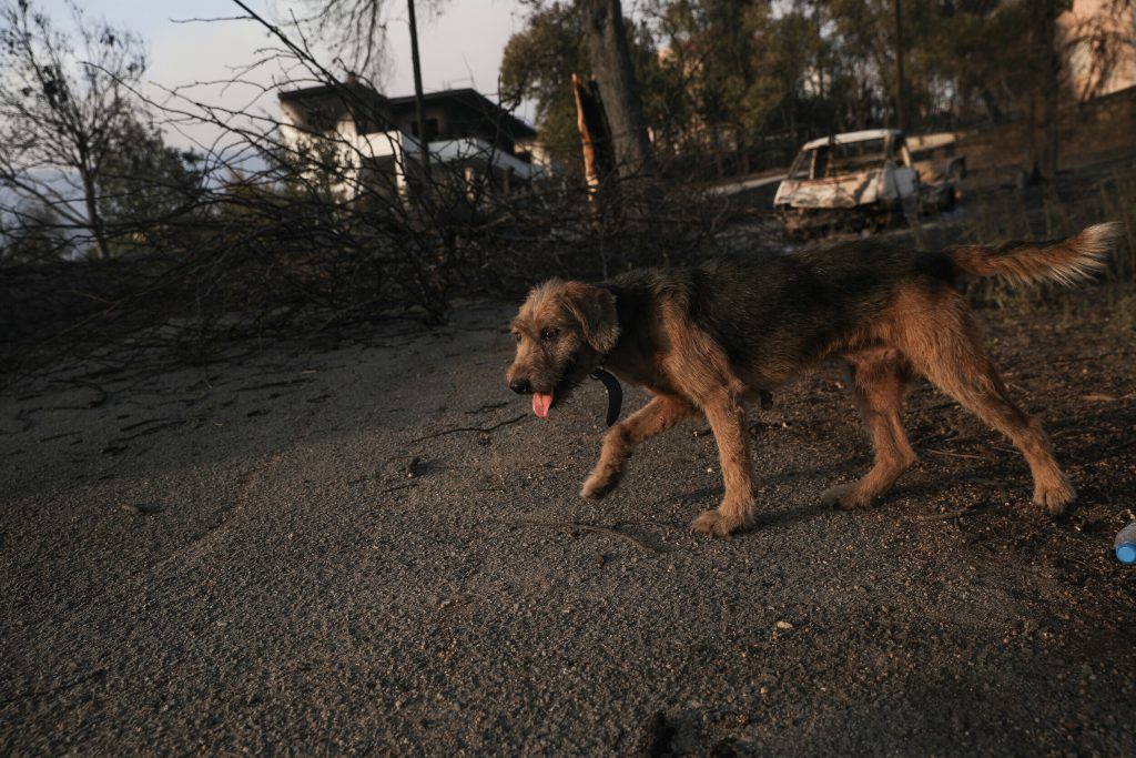 Φωτιά στον Κουβαρά: Κάηκε καταφύγιο ζώων στο Λαγονήσι