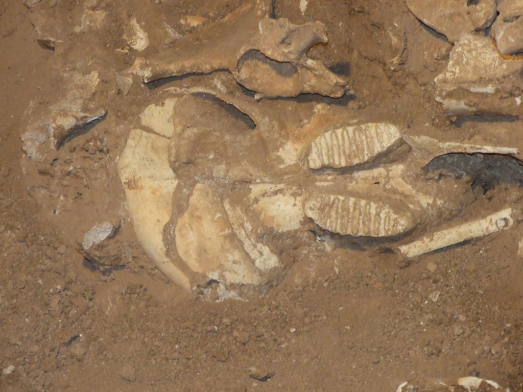 Ανασκαφές στην Κρήτη: Οι πρώτοι της κάτοικοι ήταν νάνοι ελέφαντες, ιπποπόταμοι και ελάφια (φωτο)