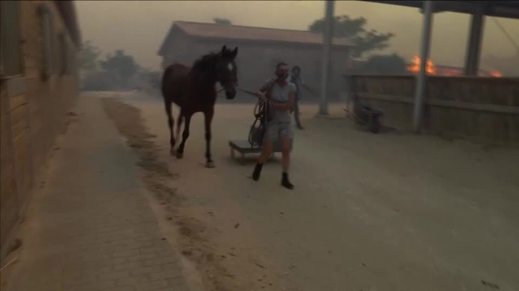 Συγκλονιστικό βίντεο του Reuters από την προσπάθεια διάσωσης αλόγων στον ιππικό όμιλο “St. George”