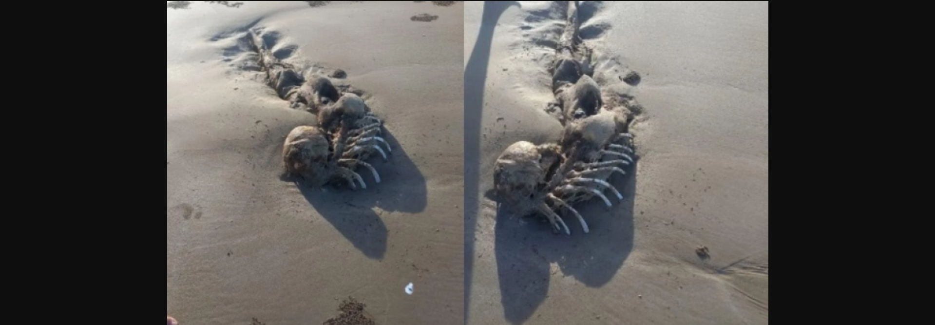 Αυστραλία: Το μυστηριώδες εξωγήινο πλάσμα που μπερδεύει τους επιστήμονες (βίντεο)