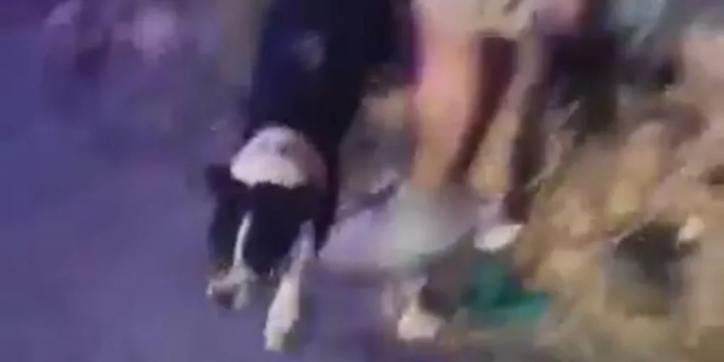 Φωτιά στη Μάνδρα: Βίντεο ντοκουμέντο – Η στιγμή απεγκλωβισμού σκύλου από την ΕΛ.ΑΣ.