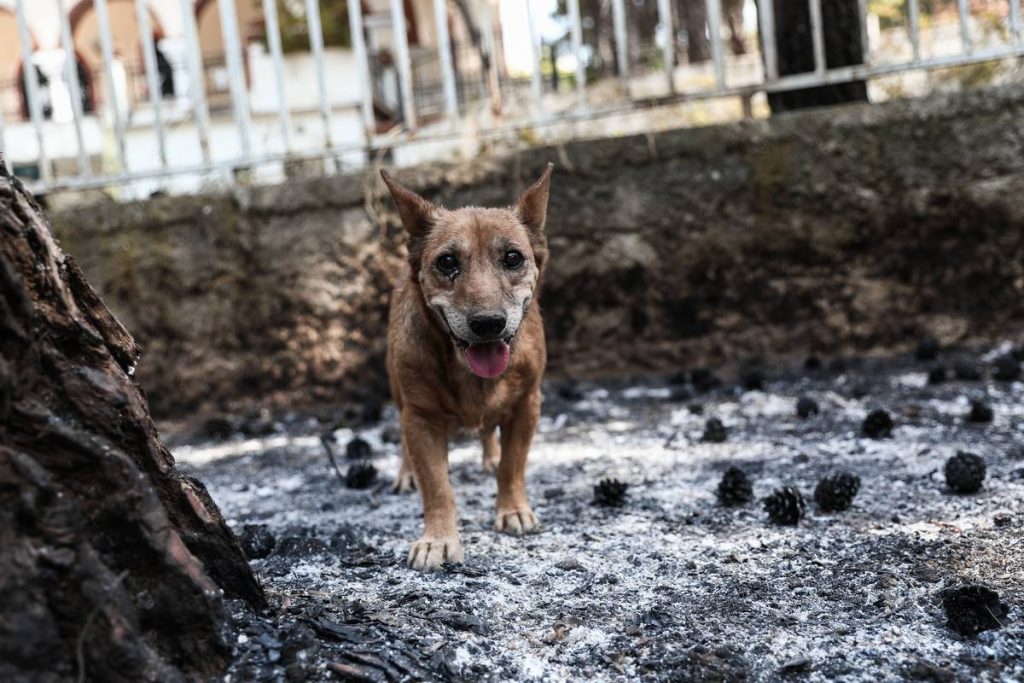 Φωτιές: Έχουν διασωθεί περισσότερα από 200 ζώα συντροφιάς και 100 άλογα σύμφωνα με το υπουργείο Εσωτερικών