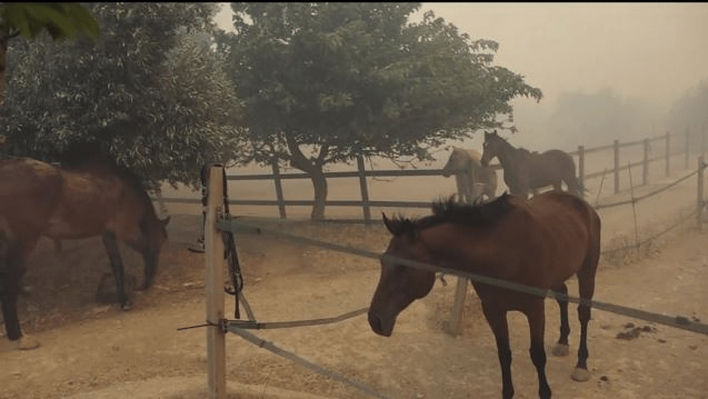 Τα διεθνή ΜΜΕ για τα πύρινα μέτωπα στην Ελλάδα: Το BBC μετέδωσε εικόνες από τον φλεγόμενο Ιππικό Όμιλο Αναβύσσου