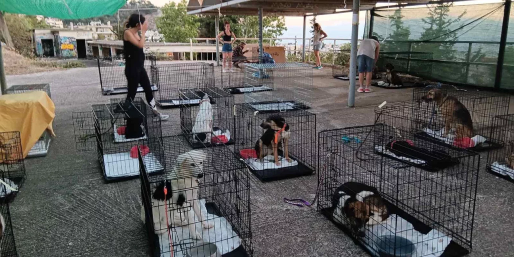 Στο Γαλάτσι μεταφέρθηκαν 148 σκυλιά και γάτες από Κερατέα, Καλύβια και Λαγονήσι – Ποιες οι ανάγκες (φώτο)